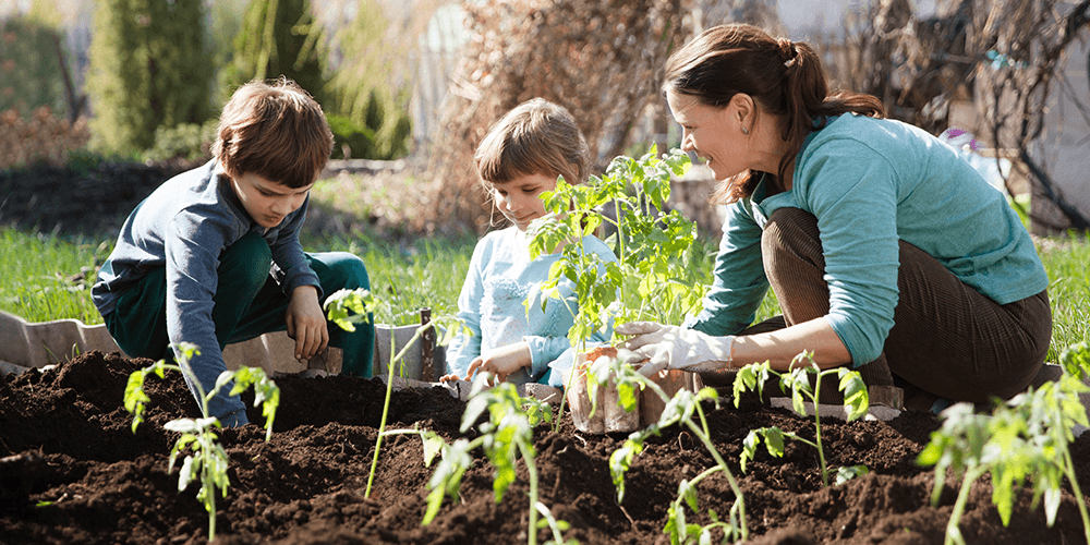 -planting cherry tomatoes in garden