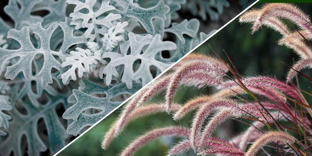 Plant Perfect Garden Center - Fabulous Foliage in The Garden-dusty miller and fountain grass