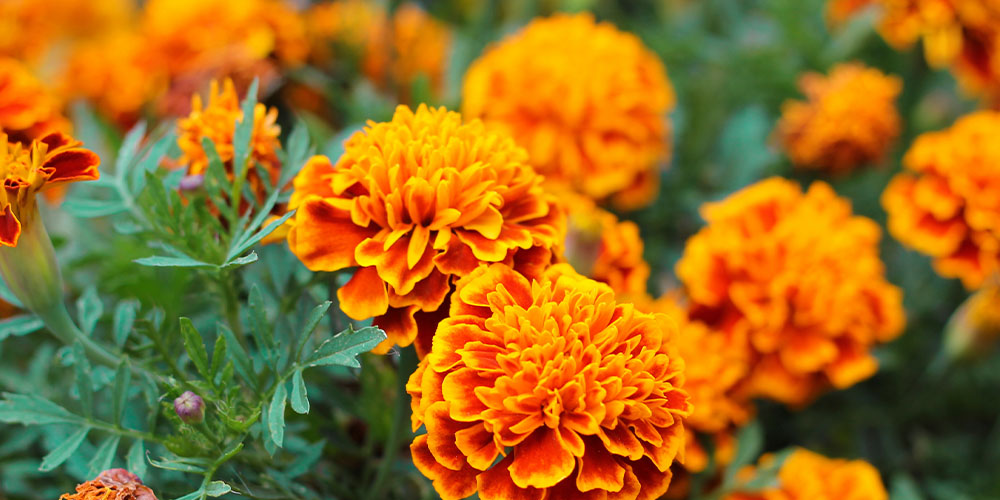 Plant Perfect Garden Center - Grandkid-Proof the Yard-marigolds