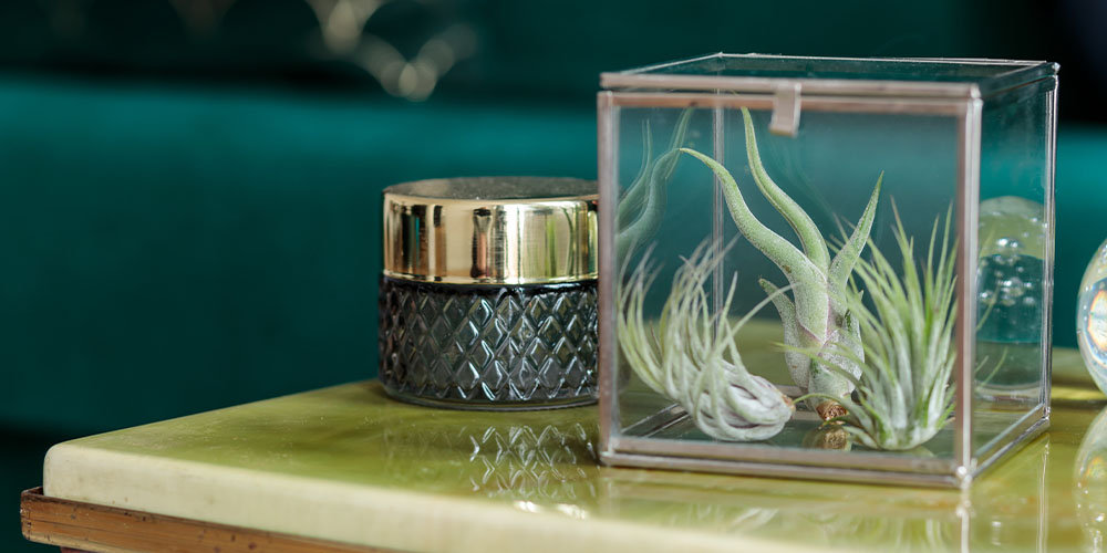 Plant Perfect Garden Center - The Best Plants for Tabletops-air plants on coffee table