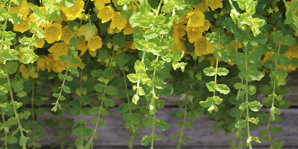 Plant Perfect Garden Center-creeping jenny
