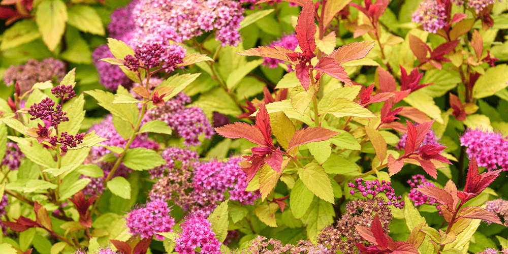 Plant Perfect_-spirea shrub