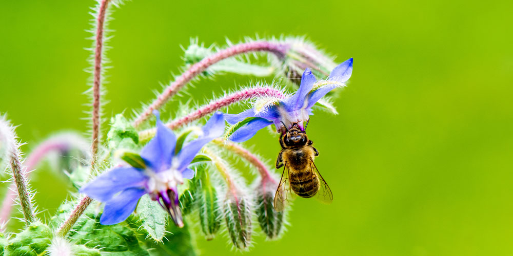 Plant Perfect Garden Center -Build a Herb Raised Garden-bee on borage herb flower