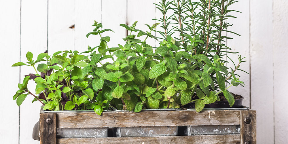 Plant Perfect Garden Center -Build a Herb Raised Garden-indoor herb garden