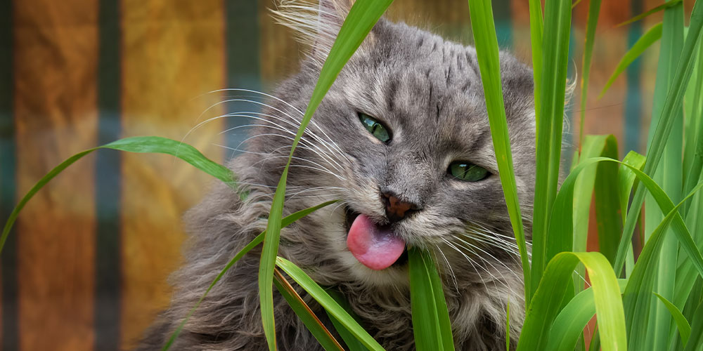 Plant Perfect Garden Center -Protect Your Pets and Your Garden From Each Other--cat munching on lemon grass
