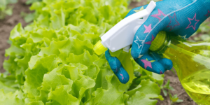 Plant Perfect Garden Center_-spraying lettuce crop