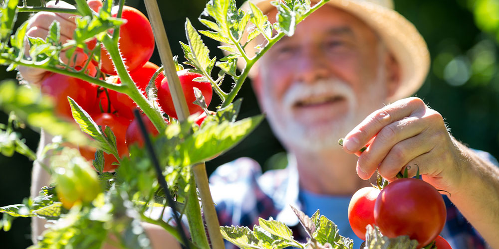Plant Perfect Garden Center -How to Care for Your Tomatoes in Bismarck-harvesting tomatoes