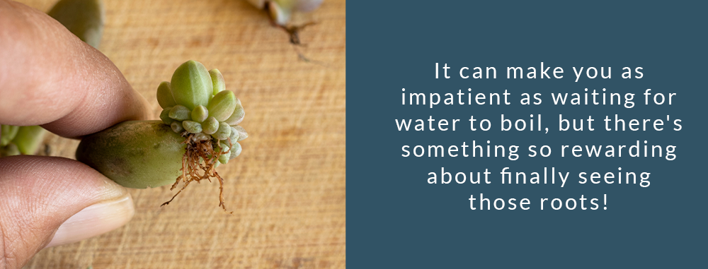 Plant-Perfect-Garden-Center-Bismarck---How-to-Propagate-Houseplants