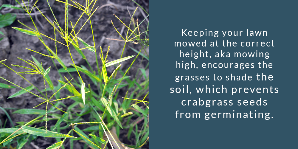 Keeping your lawn mowed at the correct height, aka mowing high, encourages the grasses to shade the soil, which prevents crabgrass seeds from germinating