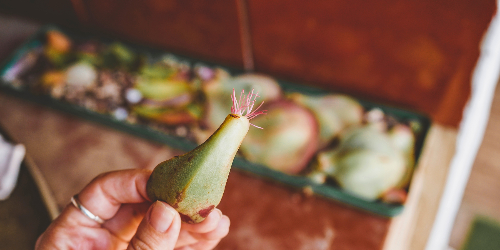 Plant Perfect-Bismarck-North Dakota-Propagating Succulents and Houseplants