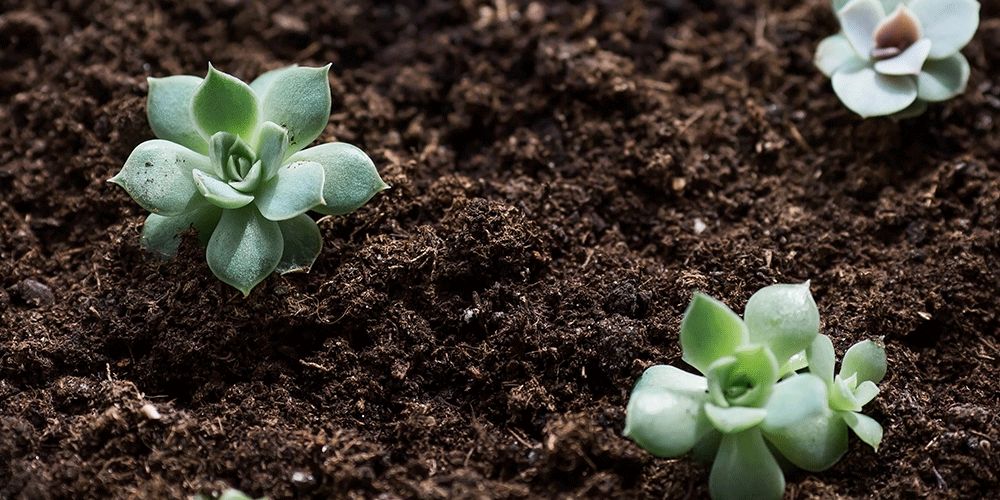 Plant-Perfect-Garden-Center-Bismarck---How-to-Propagate-Houseplants-new-succulent-propagations-planted-in-soil