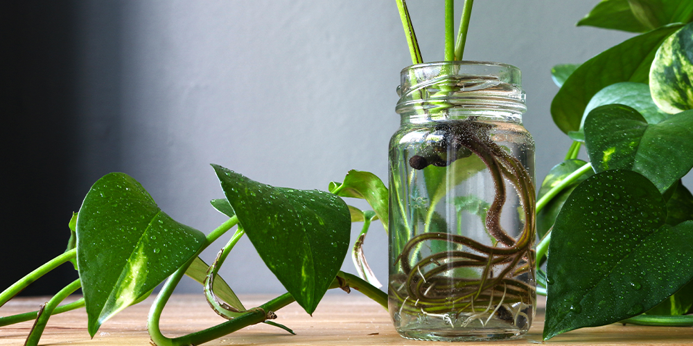 Plant-Perfect-Garden-Center-Bismarck---How-to-Propagate-Houseplants-pothos rooted in water