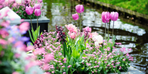 Plant-Perfect-Garden-Center---How-to-Design-a-Spring-Flower-Bed--purple tulips in garden