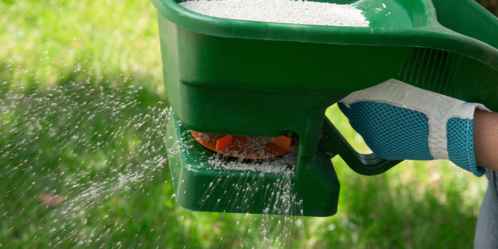 Plant-Perfect-Garden-Center---How-to-Identify-and-Remove-Crabgrass-fertilizing the grass