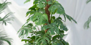 plant perfect garden center - how to train vining houseplants in Bismarck--monstera deliciosa moss pole