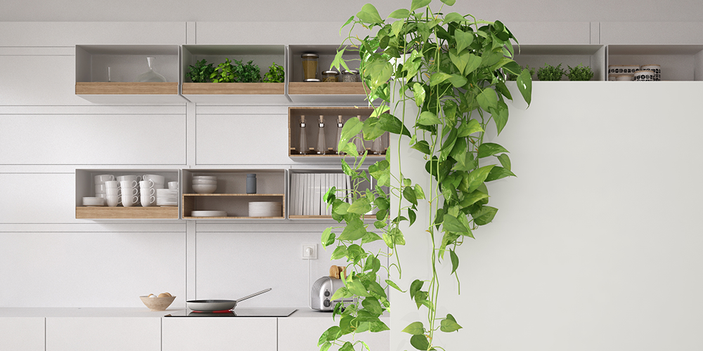 Create a Tranquil Oasis with Indoor Creeper Plants