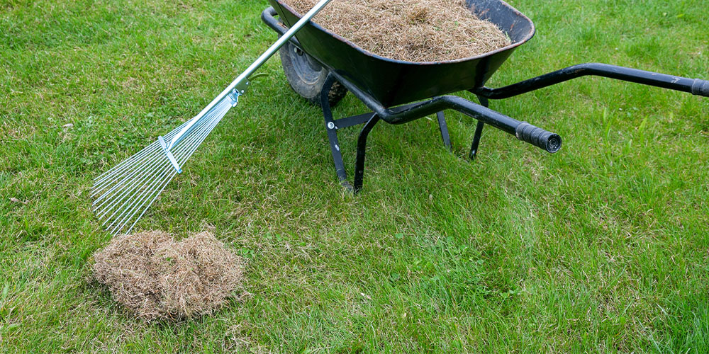 Plant Perfect Garden Center-Bismarck-Fall Lawn Care-detatching the grass