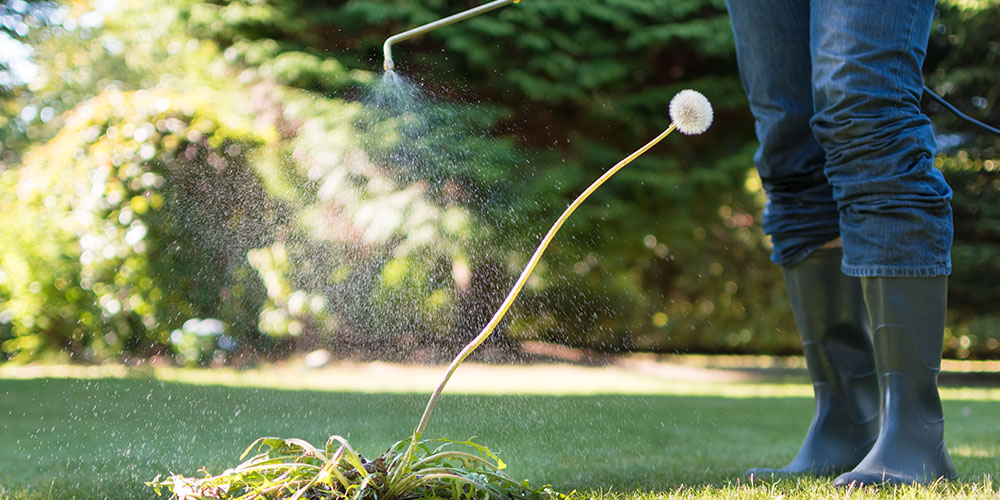 Plant Perfect Garden Center-Bismarck-Fall Lawn Care-spraying dandelion weed