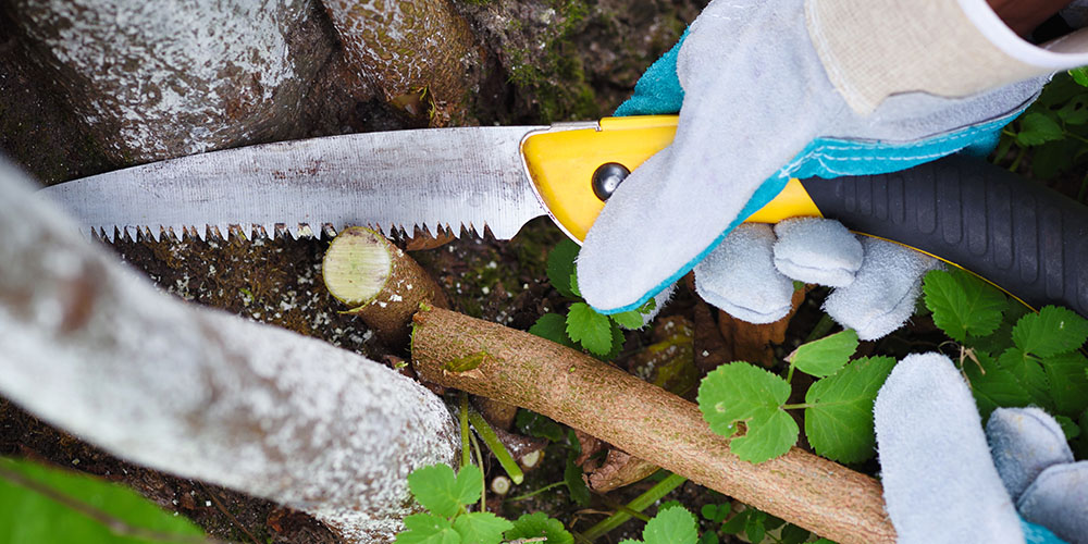 Plant Perfect Garden Center-Bismarck-Fall Pruning Guide for Your Landscape-pruning branch with hand saw