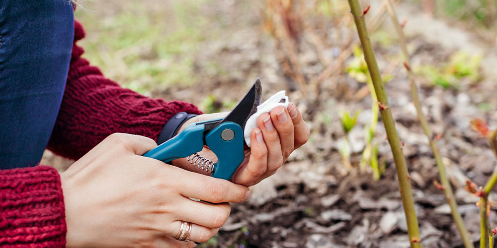 Plant Perfect Garden Center-Bismarck-Fall Pruning Guide for Your Landscape-sanitizing shears between pruning cuts