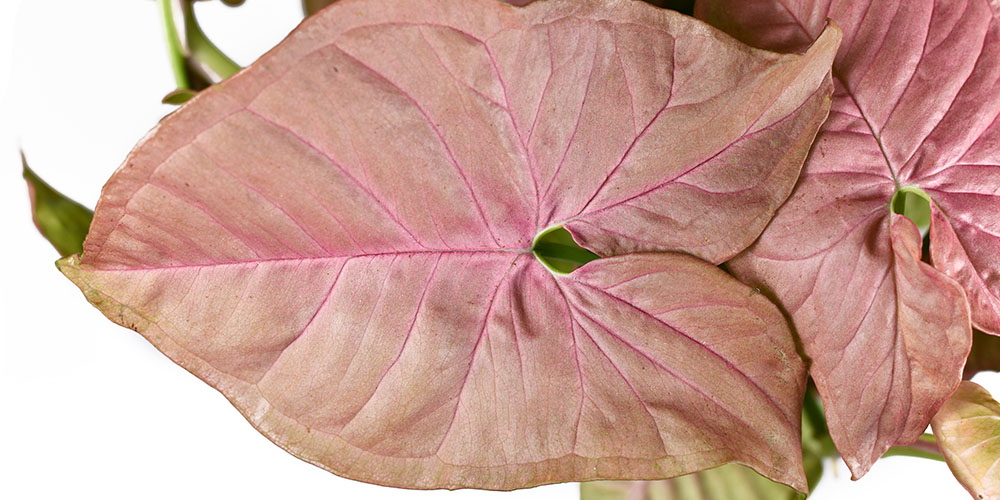 Plant Perfect Garden Center-Bismarck-Houseplants with Fall Colors-pink syngonium plant