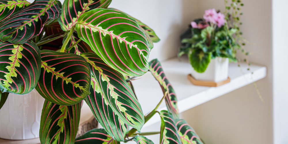 Plant Perfect Garden Center-Bismarck-Houseplants with Fall Colors-prayer plant