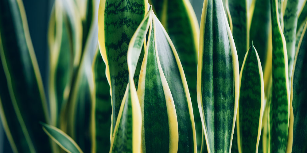 Plant Perfect Garden Center-Bismarck-Houseplants with Fall Colors-snake plant foliage