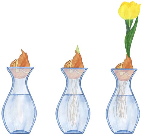 Plant Perfect Garden Center-Bismarck-3 Indoor Gardening Activities For Kids-forcing bulbs