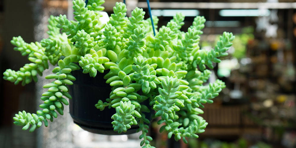 Plant Perfect Garden Center-Bismarck-8 Beautifully Uncommon Houseplants-donkeys tail plant