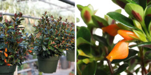 Plant Perfect Garden Center-Bismarck-8 Beautifully Uncommon Houseplants-goldfish plant