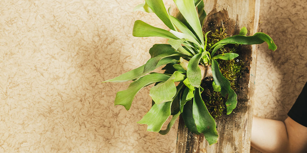 Plant Perfect Garden Center-Bismarck-8 Beautifully Uncommon Houseplants-staghorn fern