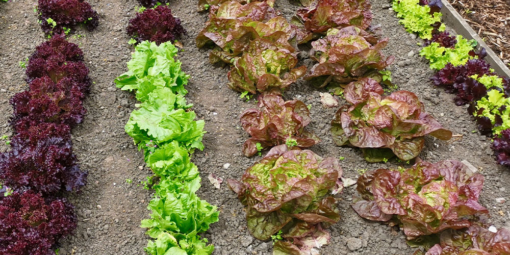 Plant Perfect Garden Center-Bismarck-New Years Resolution For Your Landscape-growing lettuce