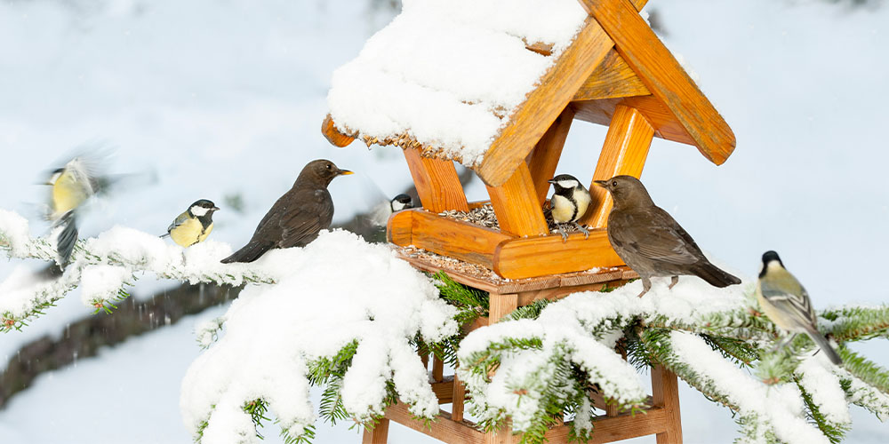 Plant Perfect Garden Center-Bismarck-New Years Resolution For Your Landscape-winter bird feeder