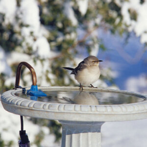 Plant Perfect-Bismarck-4 Ways To Attract More Birds To Your Yard This Winter-winter bird bath heater