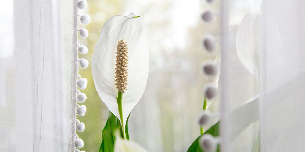 Plant Perfect-Bismarck-How Houseplants Can Help Improve Your Mental Health-peace lily plant