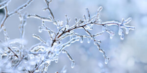 Plant Perfect-Bismarck-How To Protect Your Garden From Snow, Ice, and Salt This Winter-frozen branches