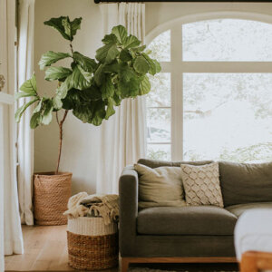 Plant Perfect-Bismarck-The Perfect Houseplant For Every Room in Your Home-fiddle leaf fig living room