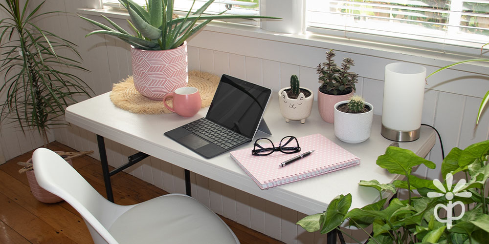 Plant Perfect-Bismarck-The Perfect Houseplant For Every Room in Your Home-houseplants in office