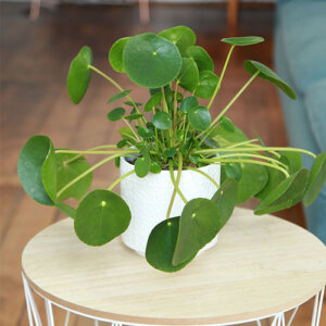 Plant Perfect-Bismarck-The Perfect Houseplant For Every Room in Your Home-pilea coffee table