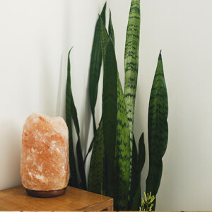 Plant Perfect-Bismarck-The Perfect Houseplant For Every Room in Your Home-snake plant bedroom corner