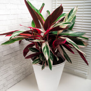 Plant Perfect-Bismarck-The Perfect Houseplant For Every Room in Your Home-triostar stromanthe