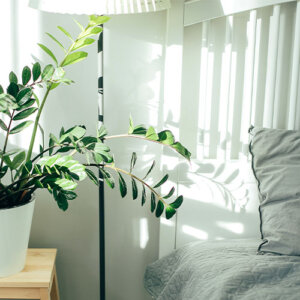 Plant Perfect-Bismarck-The Perfect Houseplant For Every Room in Your Home-zz plant bedside