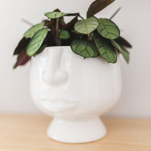 Plant Perfect-Bismarck-The Perfect Houseplant For Every Room in Your Home-calathea