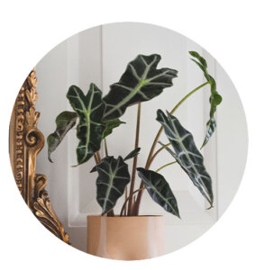 Plant Perfect-Bismarck-Houseplants For Your Zodiac Sign in 2023-alocasia