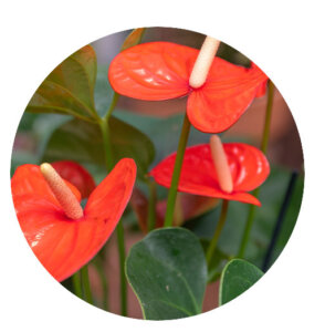 Plant Perfect-Bismarck-Houseplants For Your Zodiac Sign in 2023-anthurium