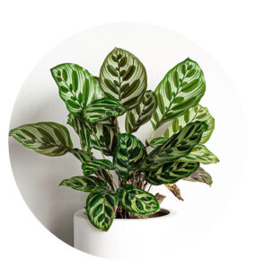 Plant Perfect-Bismarck-Houseplants For Your Zodiac Sign in 2023-calathea