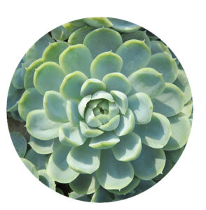 Plant Perfect-Bismarck-Houseplants For Your Zodiac Sign in 2023-echeveria