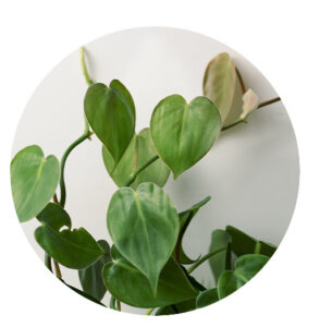 Plant Perfect-Bismarck-Houseplants For Your Zodiac Sign in 2023-heart leaf philodendron
