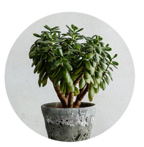 Plant Perfect-Bismarck-Houseplants For Your Zodiac Sign in 2023-jade plant