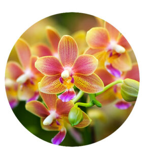 Plant Perfect-Bismarck-Houseplants For Your Zodiac Sign in 2023-orchid